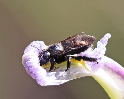 Southern Carpenter Bee - Xylocopa micans