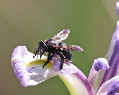 Southern Carpenter Bee - Xylocopa micans