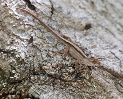 Brown Anole - Anolis sagrei