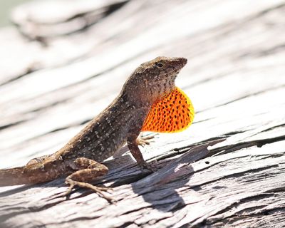 Brown Anole - Anolis sagrei