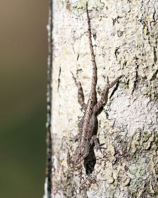 Brown Anole - Anolis sagrei