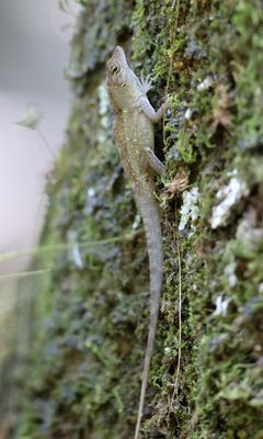 Brown Anole - Anolis sagrei