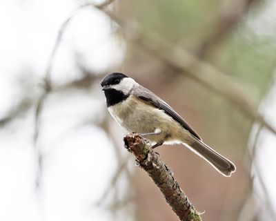Carolina Chickadee - Poecile carolinensis