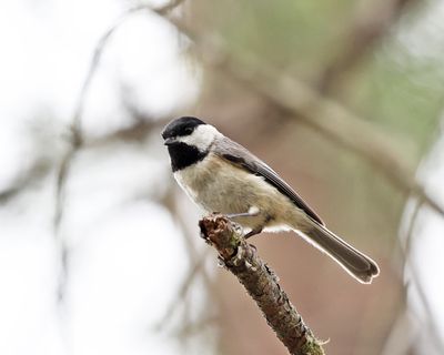  Carolina Chickadee - Poecile carolinensis