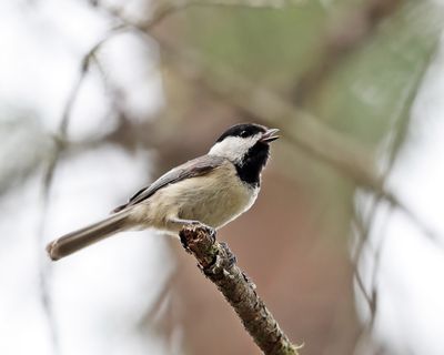  Carolina Chickadee - Poecile carolinensis