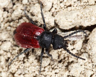  Blood-winged Blister Beetle - Tricrania sanguinipennis