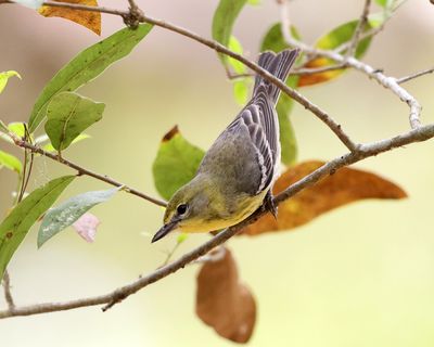 Pine Warbler - Setophaga pinus