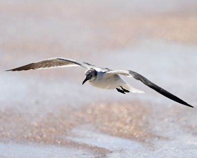 Laughing Gull - Larus atricilla