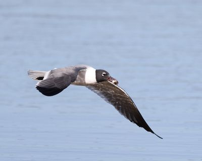 Laughing Gull - Larus atricilla