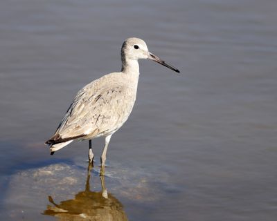 Willet - Tringa semipalmata