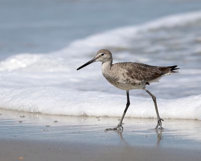 Willet - Tringa semipalmata