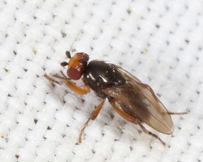 Spelobia ochripes