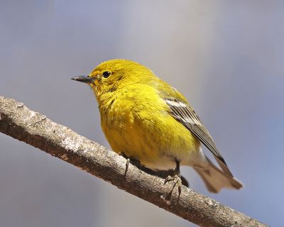 Pine Warbler - Setophaga pinus