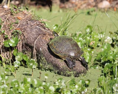 Peninsular Cooter - Pseudemys peninsularis