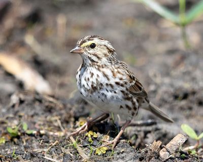 Savannah Sparrow - Passerculus sandwichensis