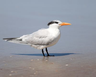 Royal Tern - Sterna maxima
