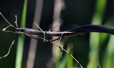 Southern Black Racer - Coluber constrictor priapus