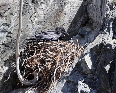 Common Raven - Corvus corax (on nest)