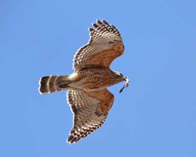 Red-shouldered Hawk - Buteo lineatus 