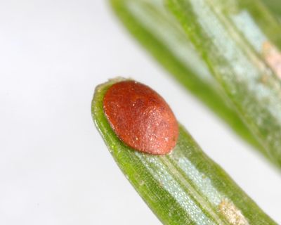 Elongate Hemlock Scale - Fiorinia externa?