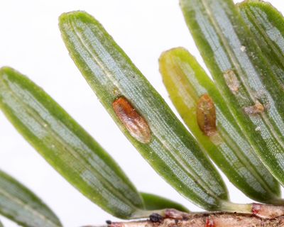 Elongate Hemlock Scale - Fiorinia externa