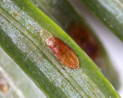 Elongate Hemlock Scale - Fiorinia externa