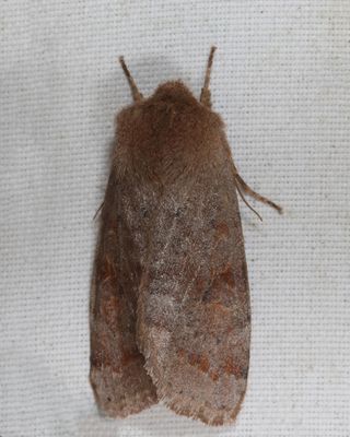 10491 - Gray Quaker - Orthosia alurina