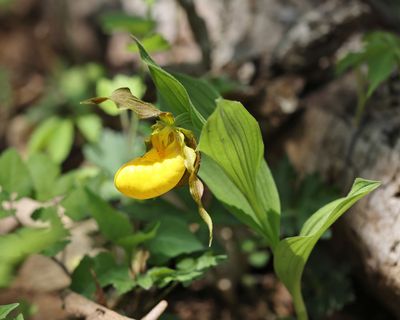 Yellow Lady's Slipper - Cypripedium parviflorum