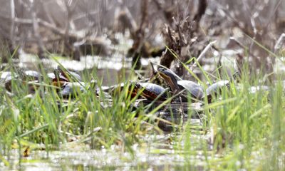 Blanding's Turtle - Emydoidea blandingi