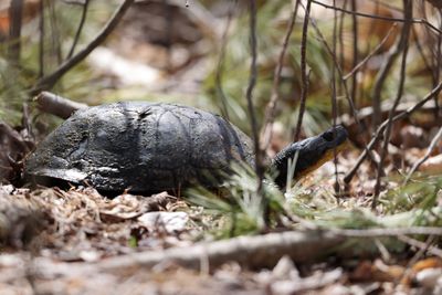 Blanding's Turtle - Emydoidea blandingi