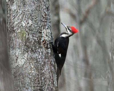 Pileated Woodpecker - Dryocopus pileatus