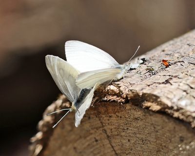 West Virginia White - Pieris virginiensis