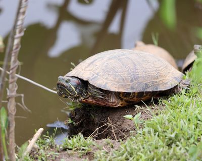 Pond Slider - Trachemys scripta