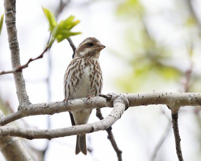 Purple Finch - Haemorhous purpureus