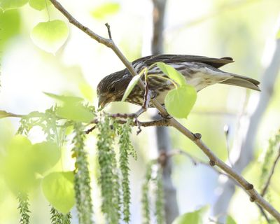 Purple Finch - Haemorhous purpureus