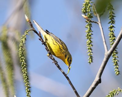 Prairie Warbler - Setophaga discolor