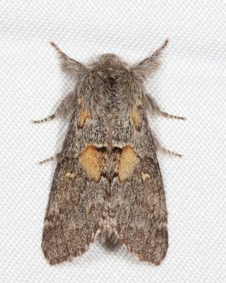 7933 - Four-spotted Gluphisia - Gluphisia avimacula