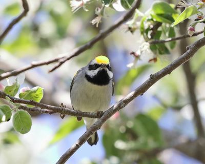  Golden-winged Warbler - Vermivora chrysoptera