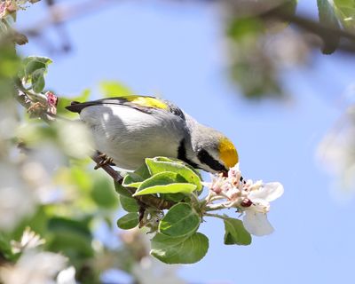  Golden-winged Warbler - Vermivora chrysoptera