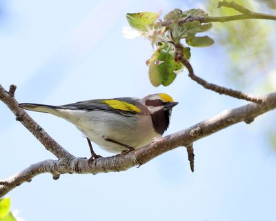 Warblers - genus Vermivora