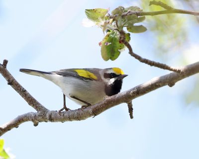  Golden-winged Warbler - Vermivora chrysoptera