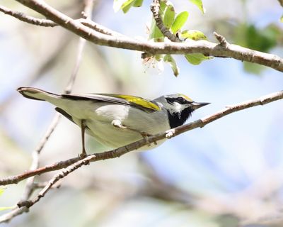  Golden-winged Warbler - Vermivora chrysoptera