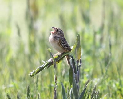 Grasshopper Sparrow - Ammodramus savannarum