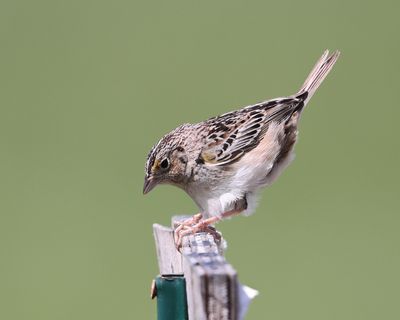 Grasshopper Sparrow - Ammodramus savannarum