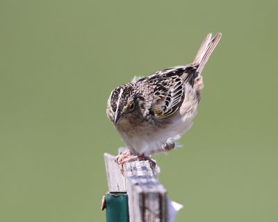 Grasshopper Sparrow - Ammodramus savannarum