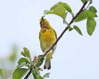 Cape May Warbler - Setophaga tigrina