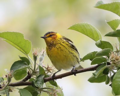 Cape May Warbler - Setophaga tigrina