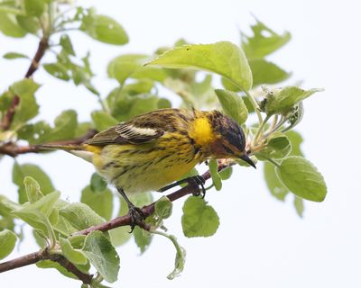 Cape May Warbler - Setophaga tigrina