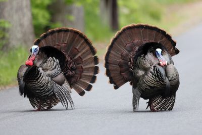 Wild Turkey - Meleagris gallopavo