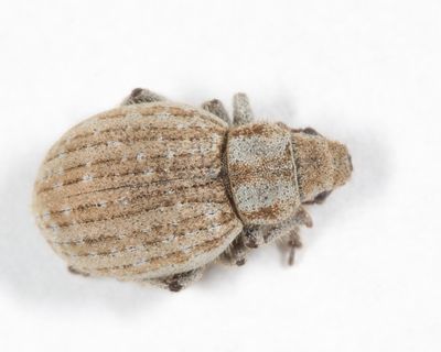 Philopedon plagiatum